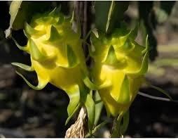 Dragon Fruit Yellow
